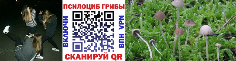 цены наркотик  Куровское  Галлюциногенные грибы мицелий 
